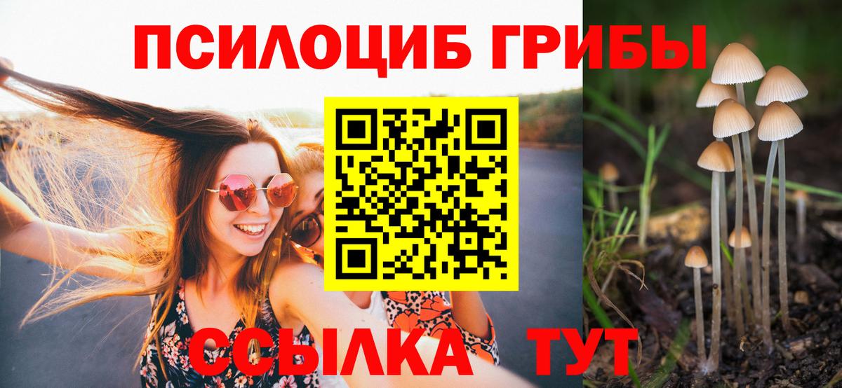 Псилоцибиновые грибы Psilocybine cubensis Асино